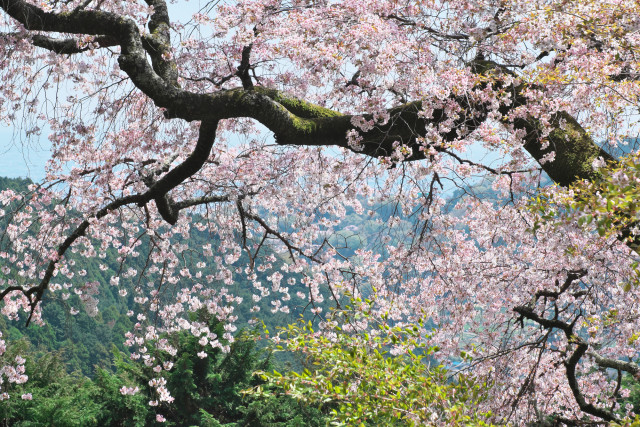 大山阿夫利神社のヤマザクラ